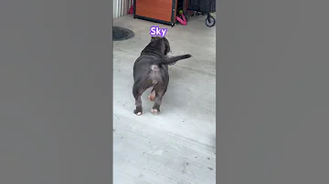 Sky Looking Good At 8 Months Abkcbully Americanbullybreed Americanbully Pocketbully 