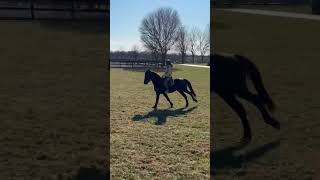 Kobe Walk/Trot/Canter RRP