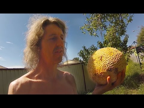 When To Pick Rockmelon (aka Cantaloupe)