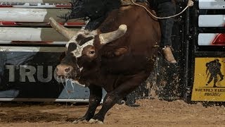 TOP BULL: Bushwacker wins World Champion Bull title