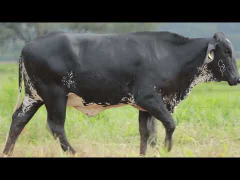 LOTE 65 – 4151CH VOGA FIV CAL