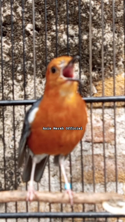 Download lagu PANCINGAN ANIS MERAH GACOR | 90 #anismerah #anismerah #anismerahgacor #anismerahngeplong