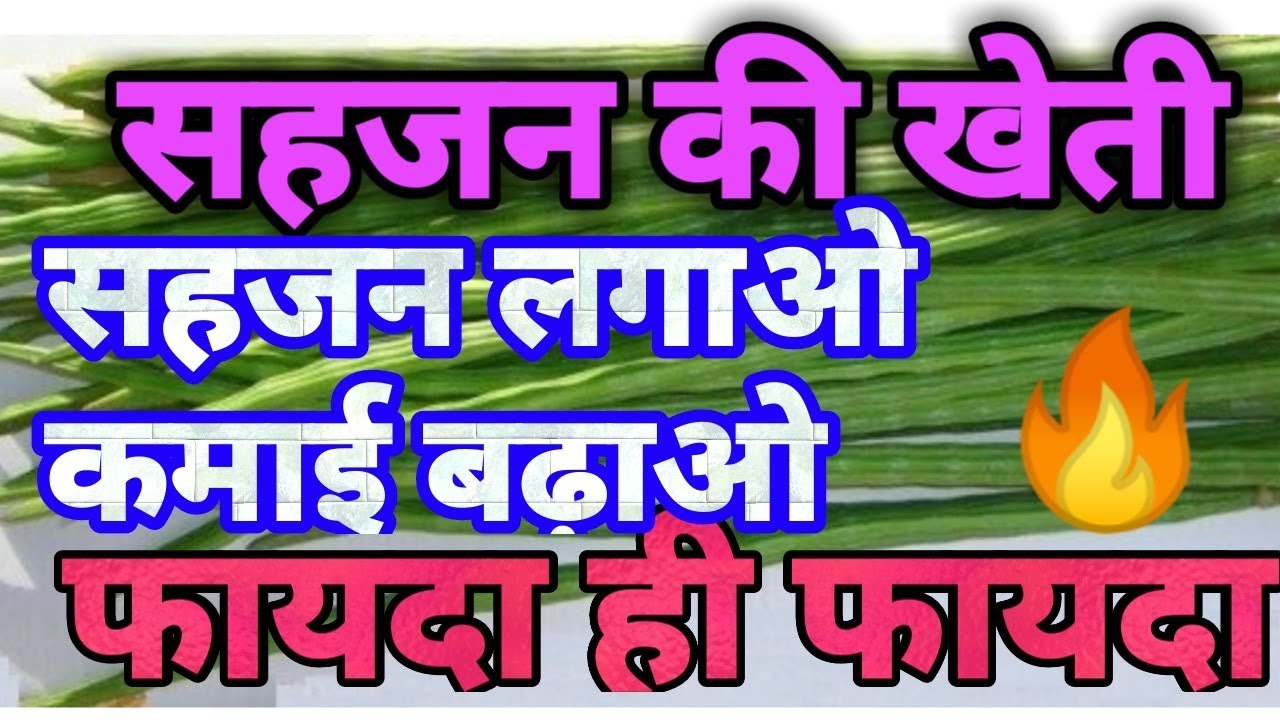 Drumstics-Sahjan ki kheti/moringa tree farming|| सहजन की खेती अधिक मुनाफा कमा लागत - YouTube