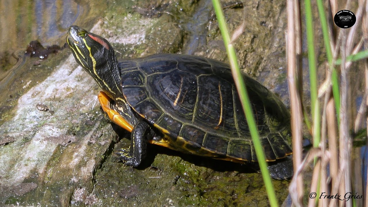 Tortue De Floride Un R gime Alimentaire Surprenant YouTube