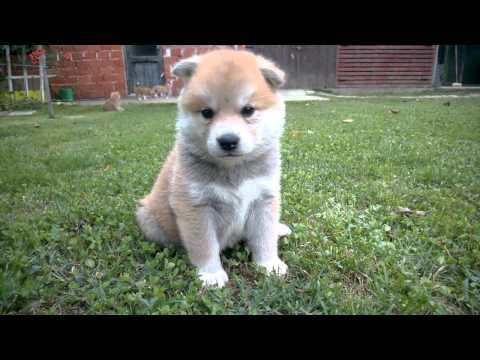 秋田犬のこいぬ  