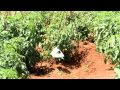 Kenya Biologics mass-trapping of Tuta absoluta (including delta trap and water trap)