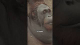 Orangutans: Protect this beautiful creature