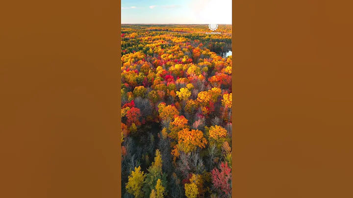 Autumn Leaves in Northern Michigan 🍂🍁 | AccuWeather