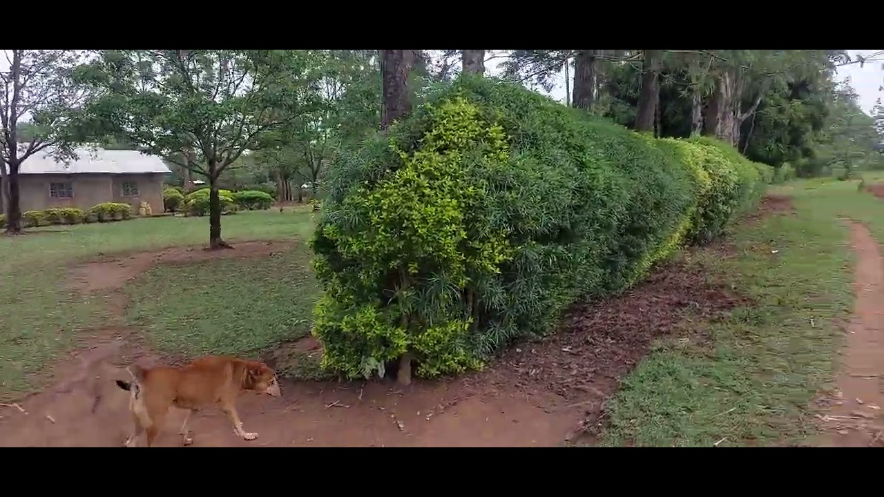 COMBING THE VILLAGE  AFTER 25 YEARS.