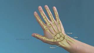 Bates Musculoskeletal Physical Examination