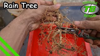 Rain Tree - Training nursery tree into Bonsai