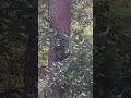 A B & C Hörnchen.
