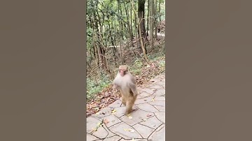 বানর দৌড়াচ্ছে #বানর#দৌড়াচ্ছে #উপযুক্ত