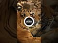 Respect Wildlife, Protect Big Cats | International Tiger Day