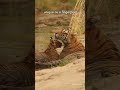 Respect Wildlife, Protect Big Cats | International Tiger Day