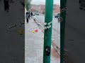 شاب جزائري يبكي على حبيبته لي تزوجت