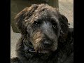 Pets, Remote Work, and Talent Attraction: The Unexpected Overlap Between Home Offices and Economi...