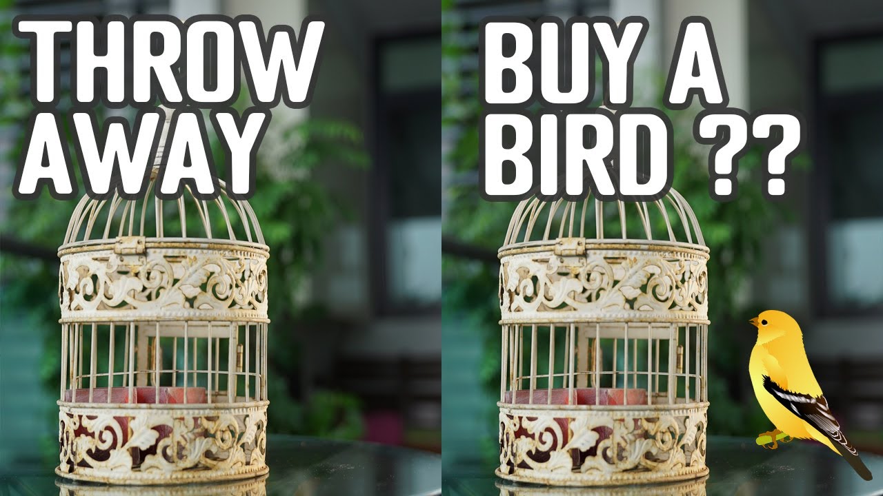 The Birdcage Effect Will You Throw Your Bird Cage Or Buy A Bird For