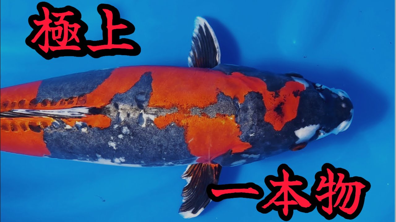 『一本物』この時期だから出せる一本物！