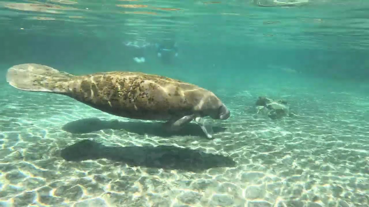 Sweet Potato Manatees Snorkel Experience, by Jason Pare'