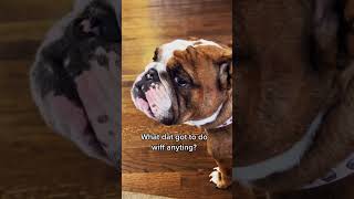 Drama log. #bulldog #dog #bulldogs #englishbulldog #dogmom #funny #funnydog #sassydog #adorabledog