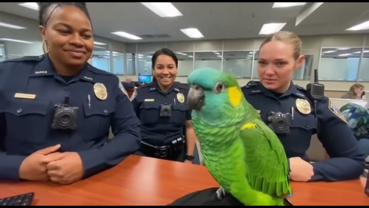 A Talking Parrot Runs Customer Service at a Police Station 🦜🚨