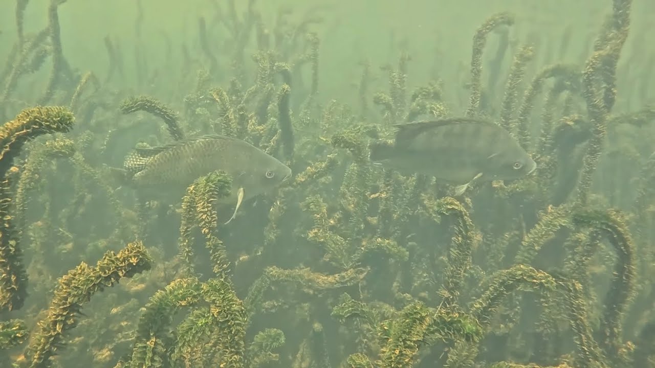 Mergulho no paraíso das tilápias 