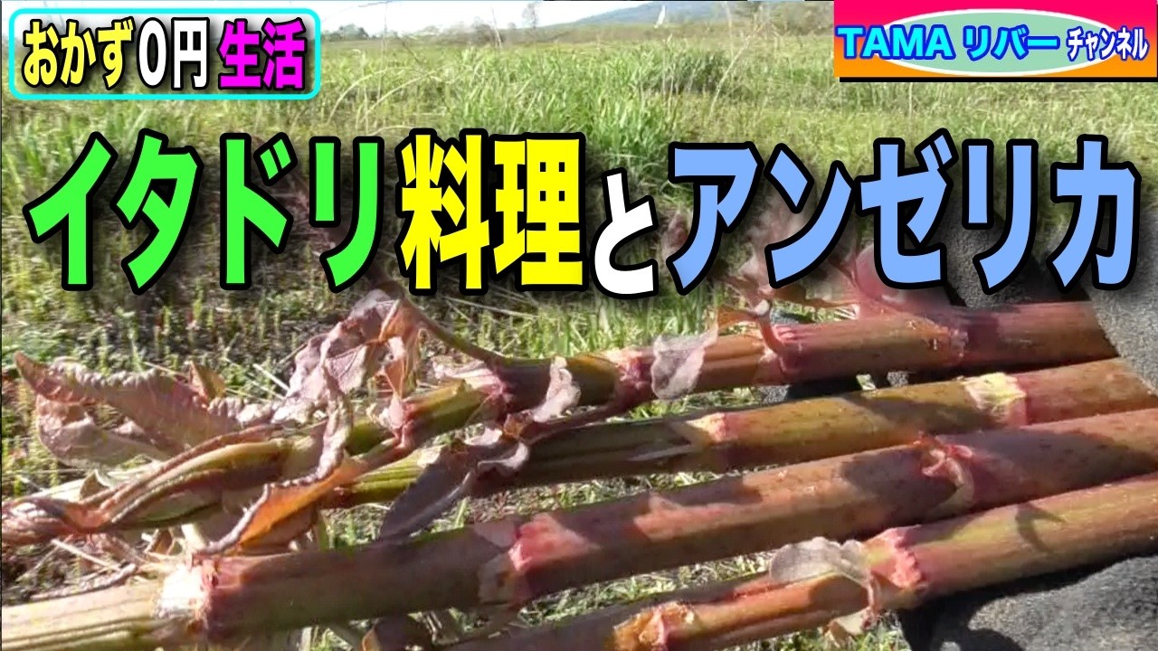 【おかず0円生活】下処理したイタドリでアンゼリカを作る