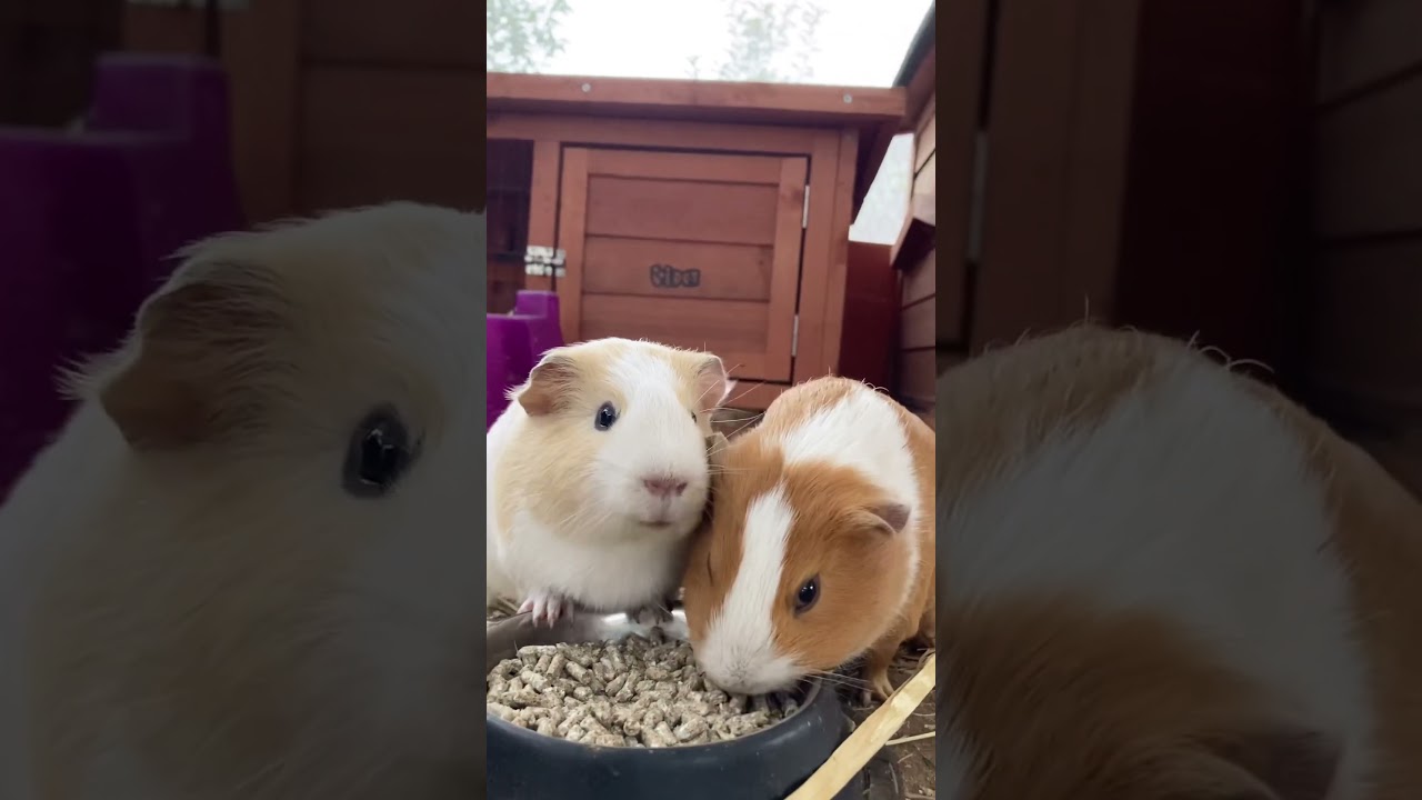 Sweet Guinea pig Mango and Cappuccino