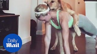 Playful Dog Makes Push-Ups Impossible For His Very Patient Owner - Daily Mail