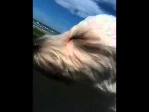 (Funny) my dog sticking his head out of the car window