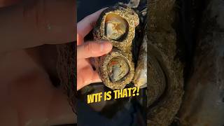 Barnacles are STRANGE !!! #cool #facts #ocean #trippy #barnacleremoval #barnacles #seafood #shorts