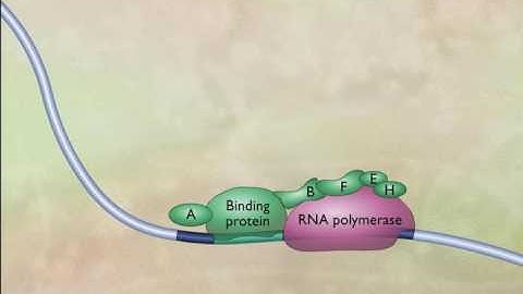 Transcription Factors [HD Animation]_HIGH.mp4