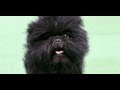 Affenpinscher (7,966) の動画、YouTube動画。