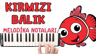 KIRMIZI BALIK Melodika Notaları - Ses Veriyorum