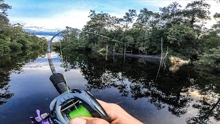 Download Lagu HATI HATI !!! DI CELAH BUBU BESAR ADA PREDATOR YANG SELALU MENGINTAI MANGSA MP3