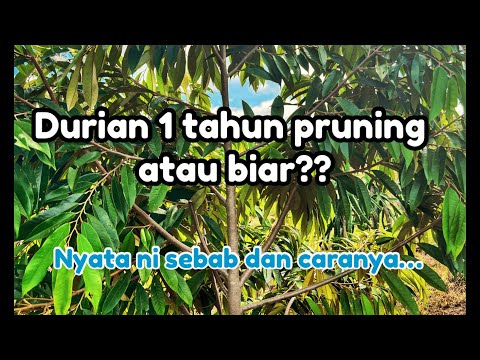 Video: Pemangkasan pokok: tujuan, jenis dan kaedah