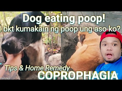 Video: Coprophagia Dan Bagaimana Kaitannya Dengan Defisiensi Enzim Pencernaan Pada Anjing