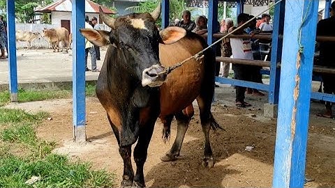 Sapi Jumbo, Sapi Brahman Super, Sapi Moo, Sapi Joget, Tingkah Laku sapi Lucu dan Pintar, Cow Video