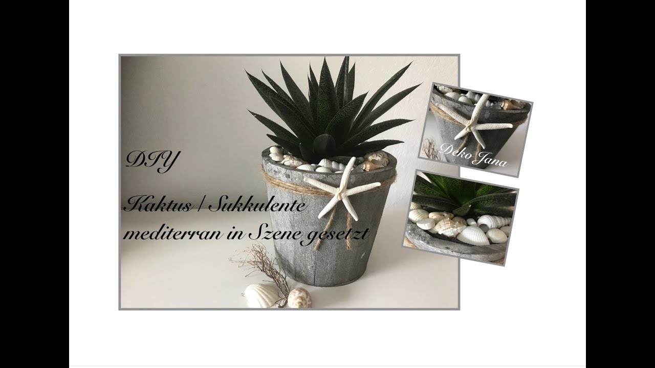 kaktus epiphyllum Epiphyllum 'Argus' – Heron's Head Nursery main image 1