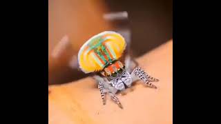 Maratus Volans