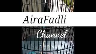 Download Lagu Murai gacor isian love bird MP3