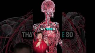 Download Lagu A new organ has been discovered in the human body, and it’s one of the largest ones we have! MP3