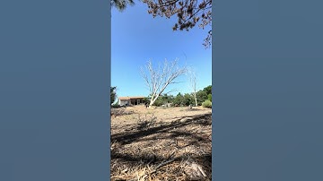 Falling more dead trees #treecutting #treeremoval #tree #trees #chainsaw #property #diy