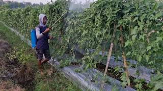 SMART AGRO TECH: SPRAYING MASSIVE LONG BEAN PLANTATION EASILY - Agriculture farming