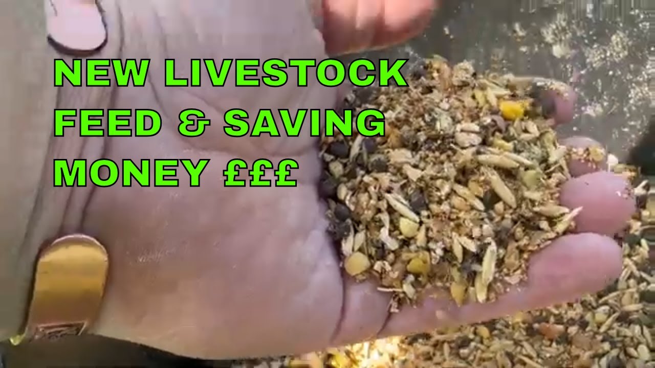 NEW LIVESTOCK FEED & SAVING MONEY farming farm farmlife sheep livestockfeed YouTube