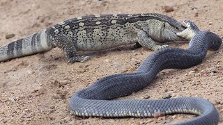 This Lizard even hunts Cobras! Rock monitor is a voracious desert Terminator! by Время с пользой 1,033,852 views 6 months ago 8 minutes, 3 seconds