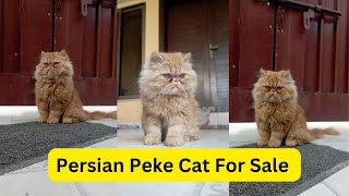 Persian Golden Male FOR SALE Peke face || Golden peke Cats #persiancatgujranwala by persian cat Gujranwala 339 views 1 month ago 2 minutes, 12 seconds