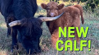 Mousse’s new bull calf!