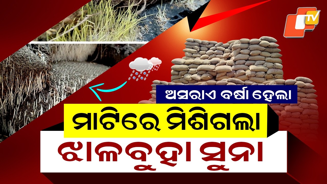 Special Story: Paddy Rotting in Bhadrak Mandi: 6,000 Quintals Sprout Amid Govt Negligence